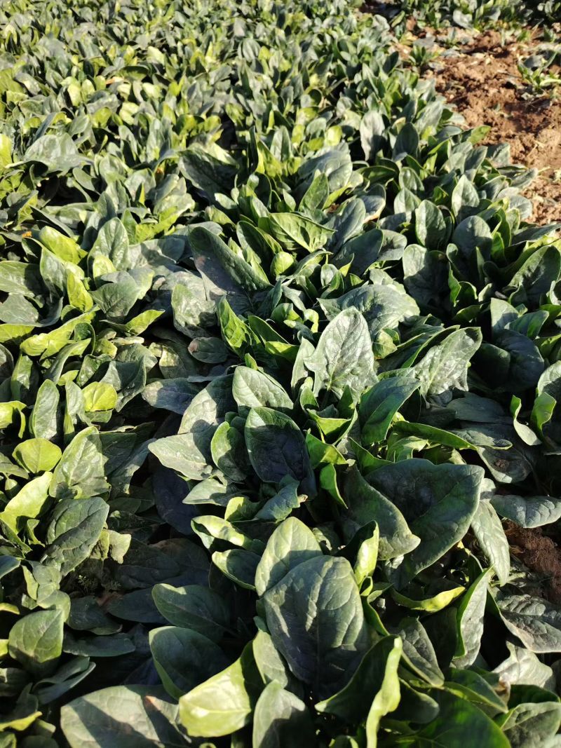 菠菜绿油油…………