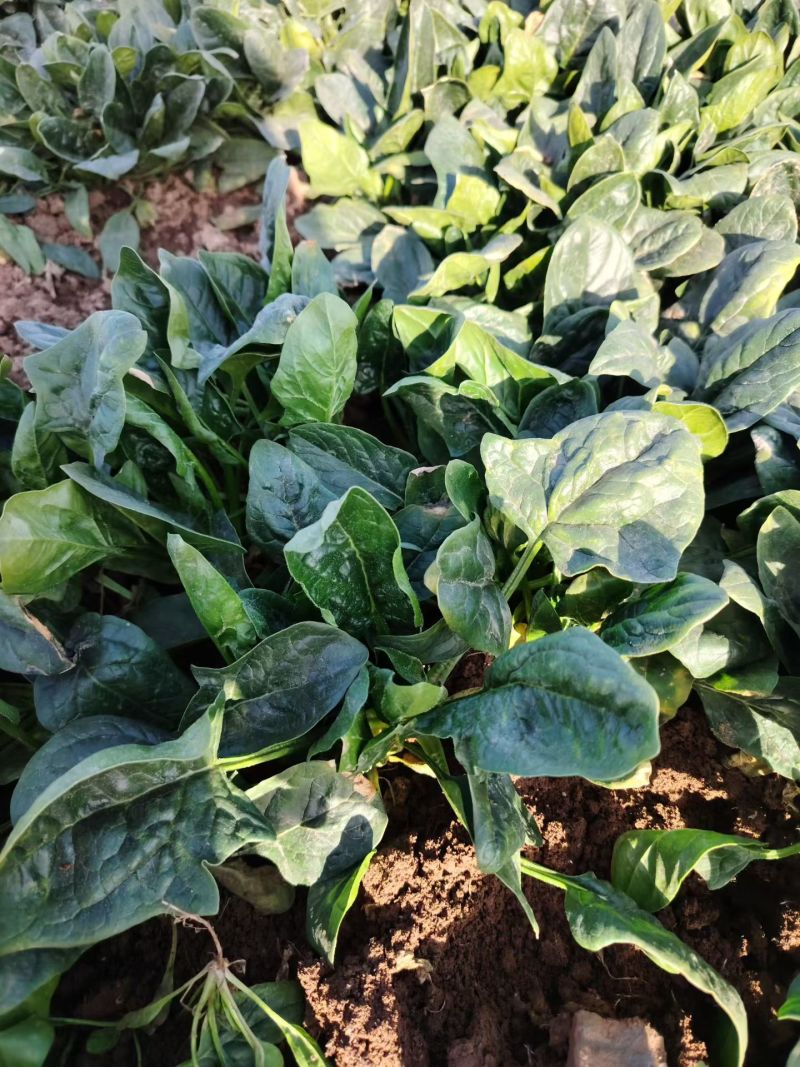 菠菜绿油油…………