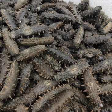 半干海参