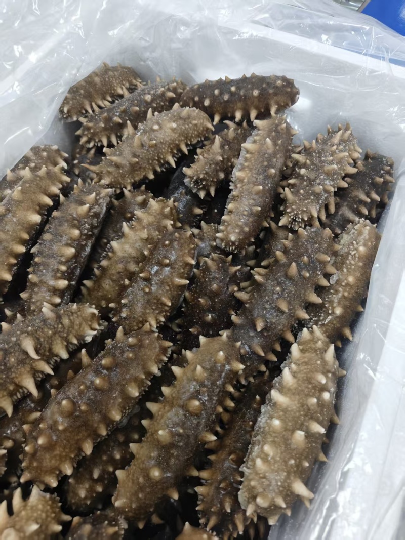 即食海参