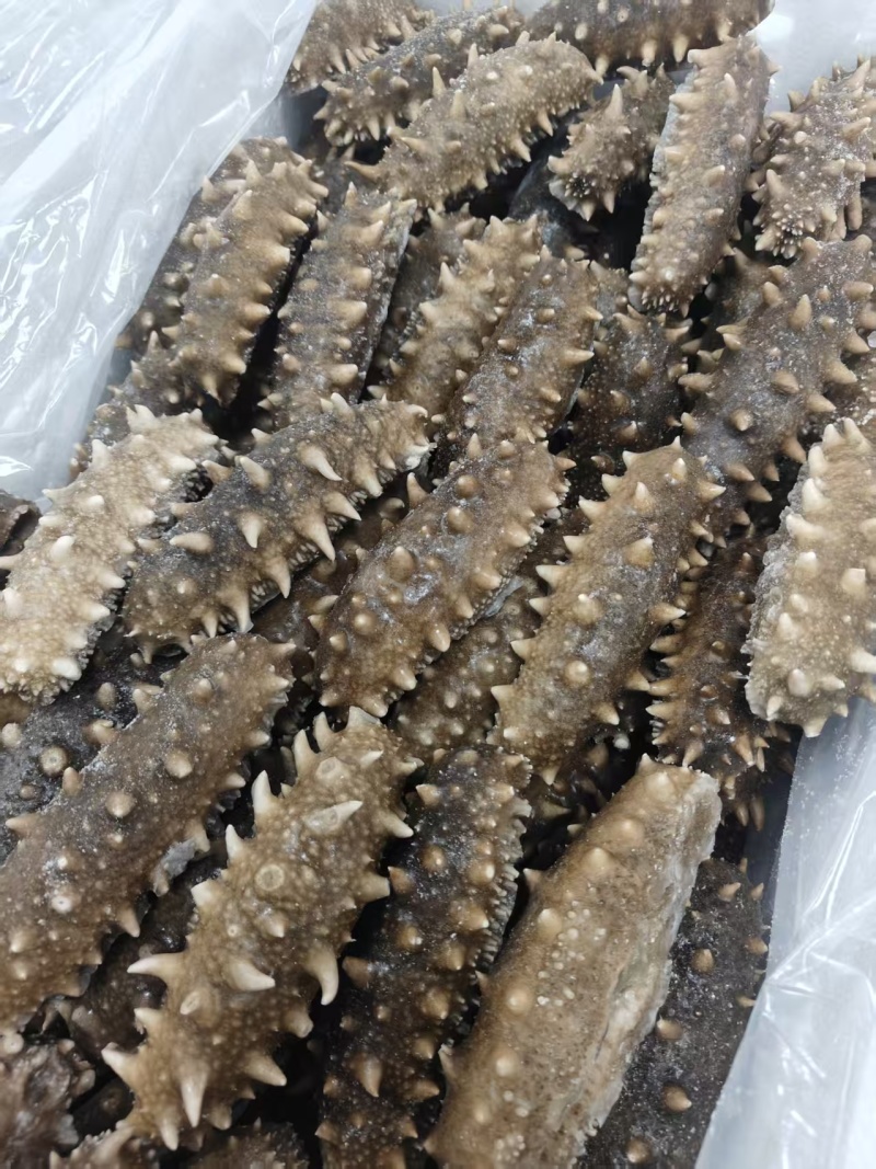 即食海参