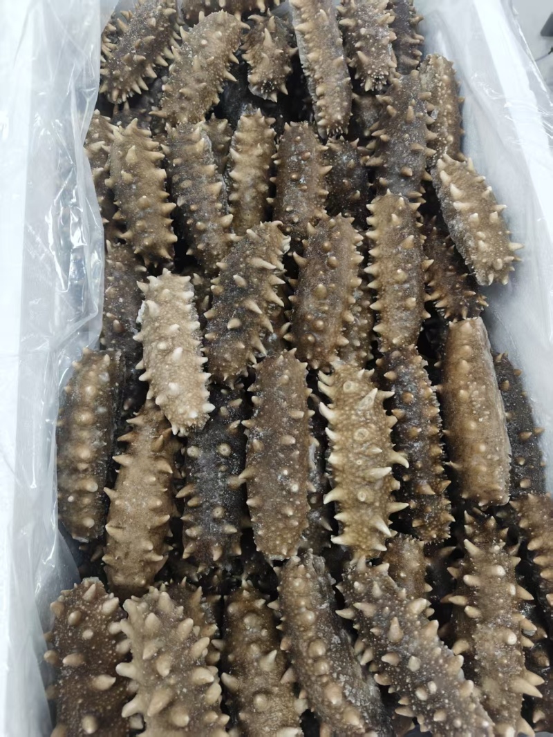 即食海参