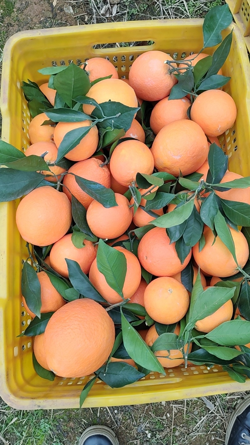 脐橙，纽荷尔脐橙