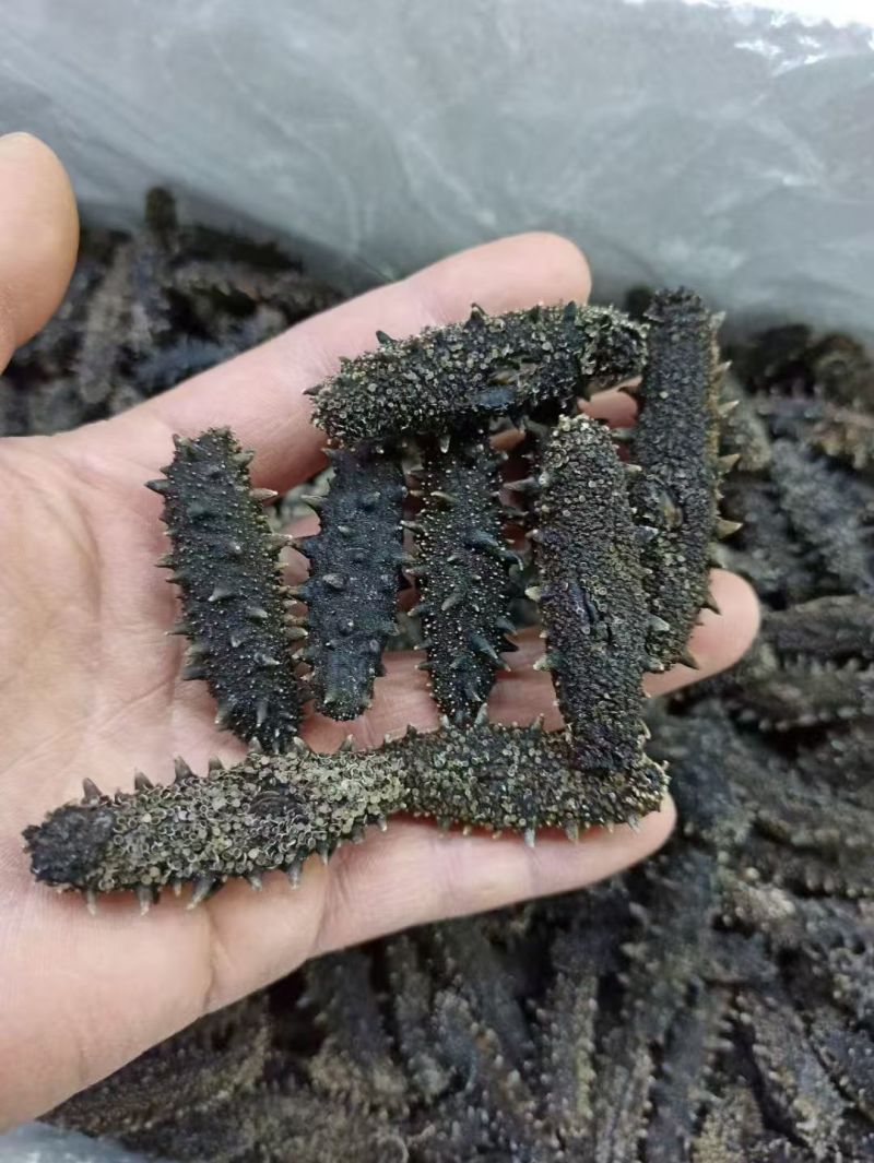 淡干海参，40-100头，一斤