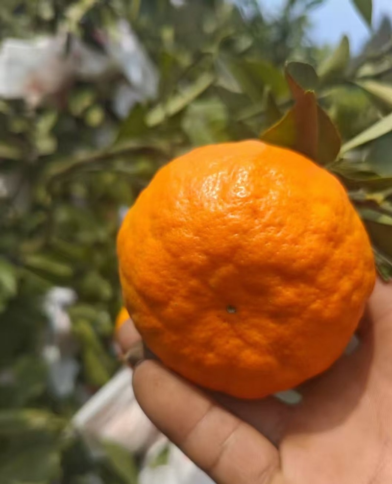 盖膜耙耙柑