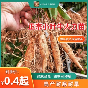 新品种小叶牛大力种植苗