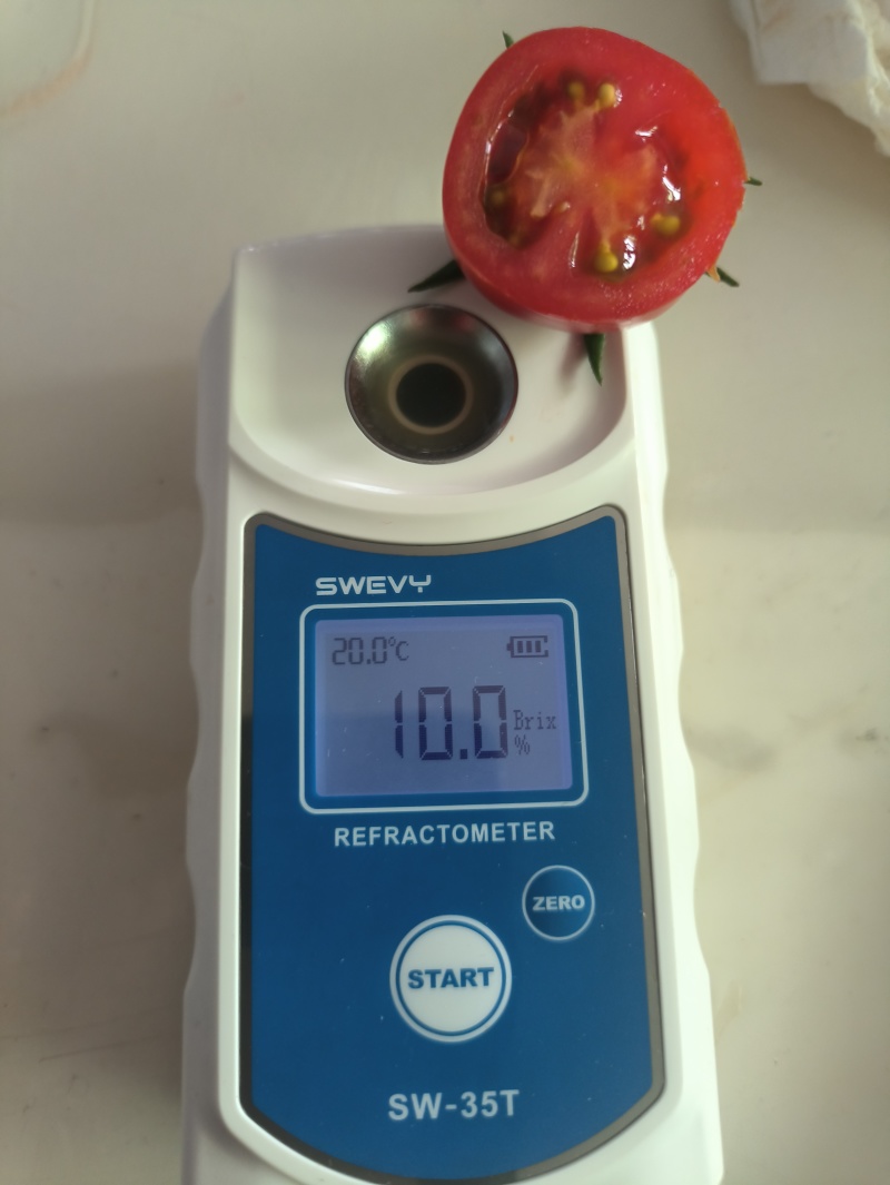 精品春桃小蕃茄，果皮呈红色，口感独特，果肉脆甜，皮薄爆汁