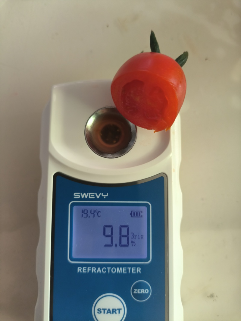 精品春桃小蕃茄，果皮呈红色，口感独特，果肉脆甜，皮薄爆汁