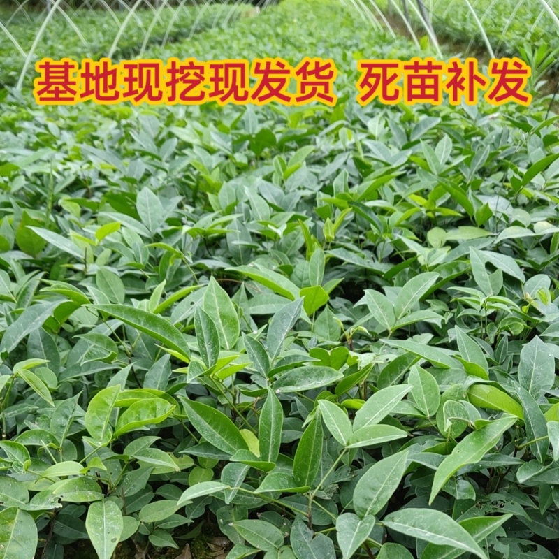 新品种小叶牛大力种植苗