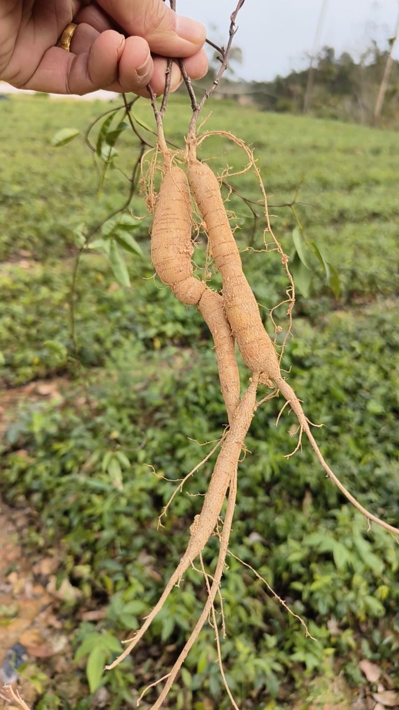 新品种小叶牛大力种植苗