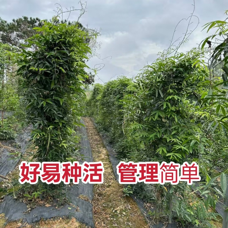 新品种小叶牛大力种植苗