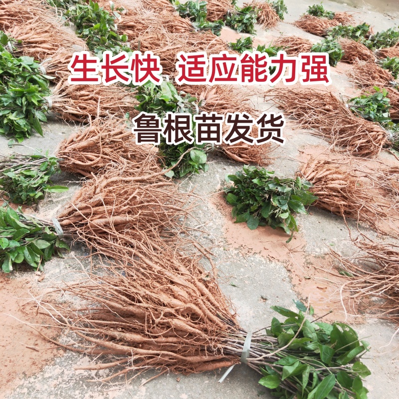 新品种小叶牛大力种植苗