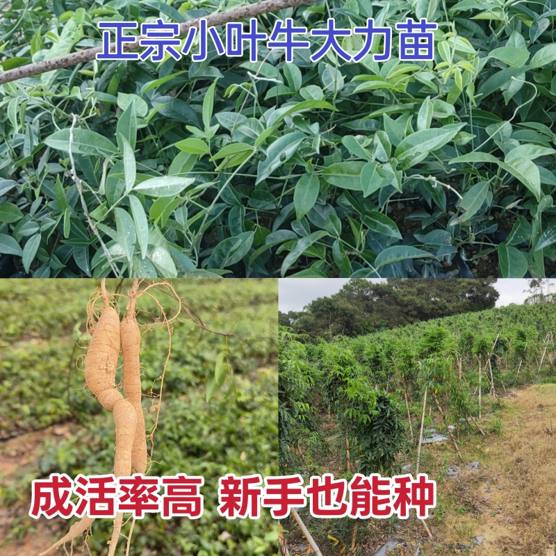 新品种小叶牛大力种植苗