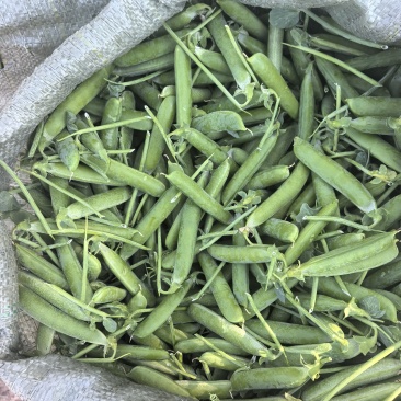 长寿豆