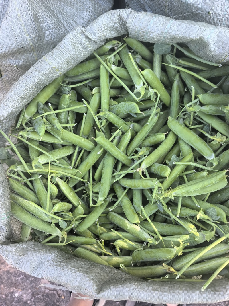 长寿豆
