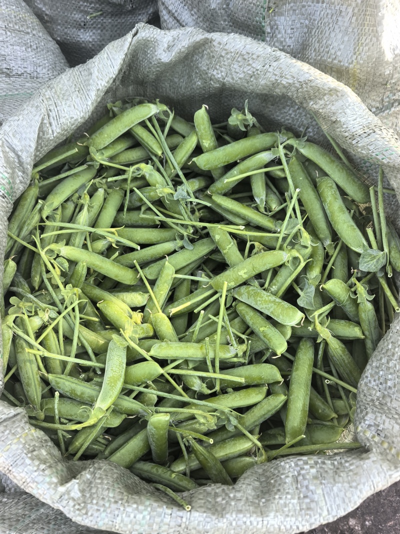 长寿豆
