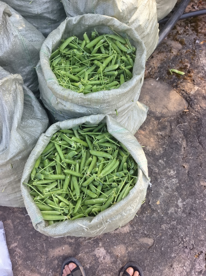 长寿豆