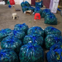 东台青菜苔大量上市