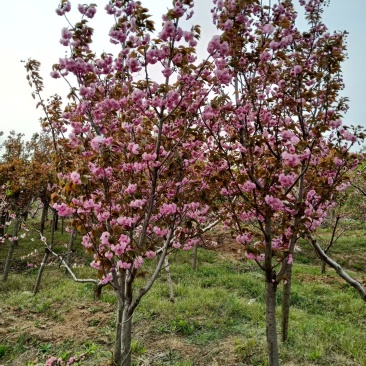 樱花树