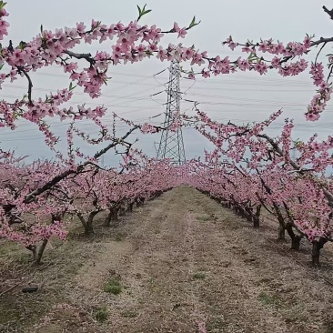 水蜜桃