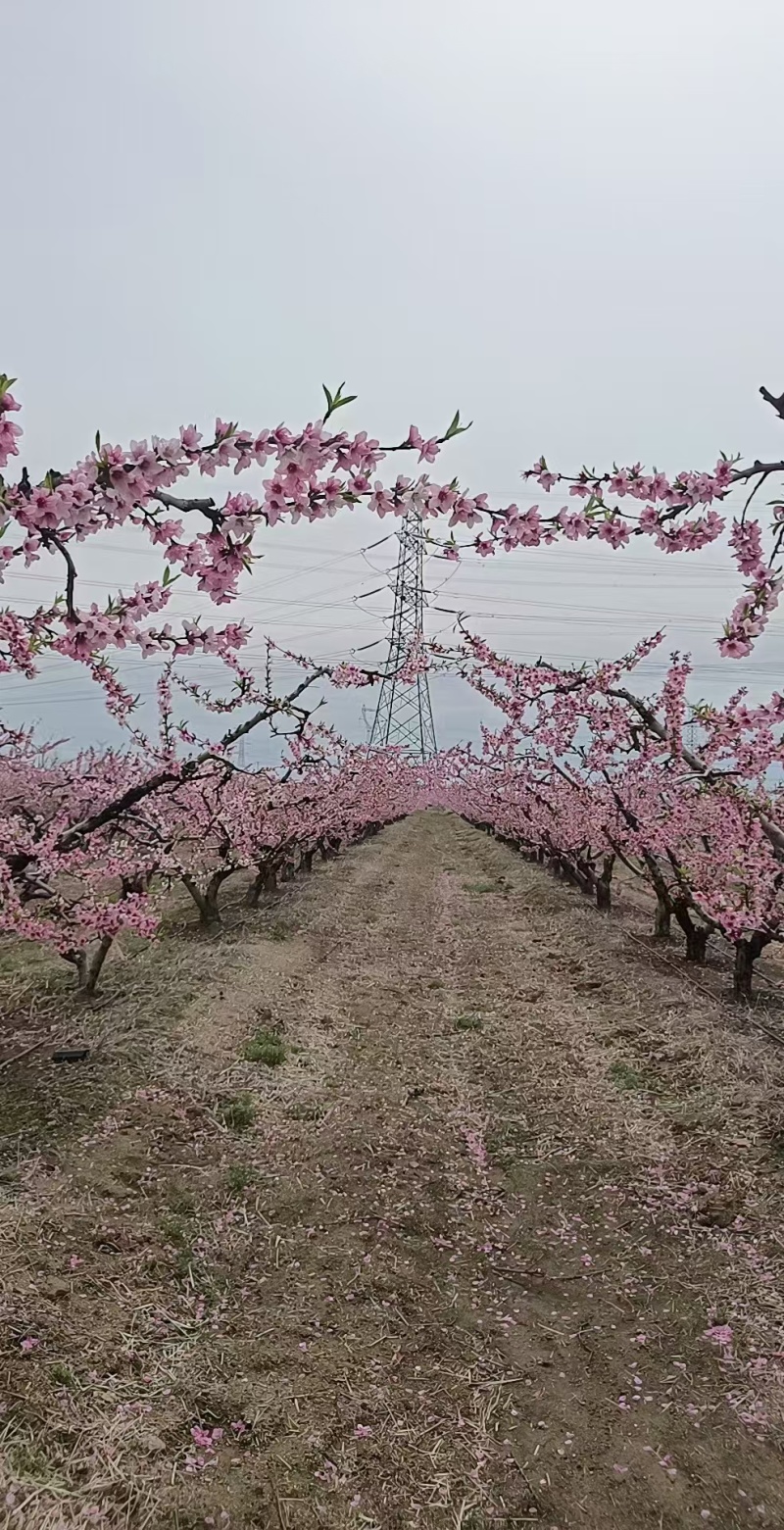 水蜜桃