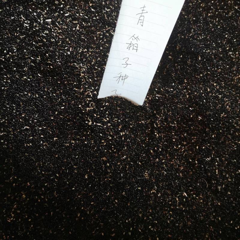 药用青箱子，种子用量大保发芽出苗可春夏播秋末收获
