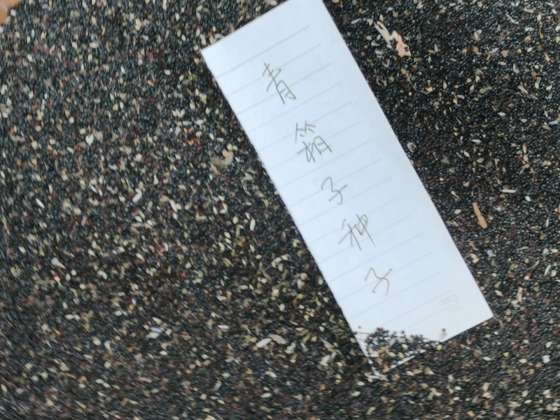 药用青箱子，种子用量大保发芽出苗可春夏播秋末收获