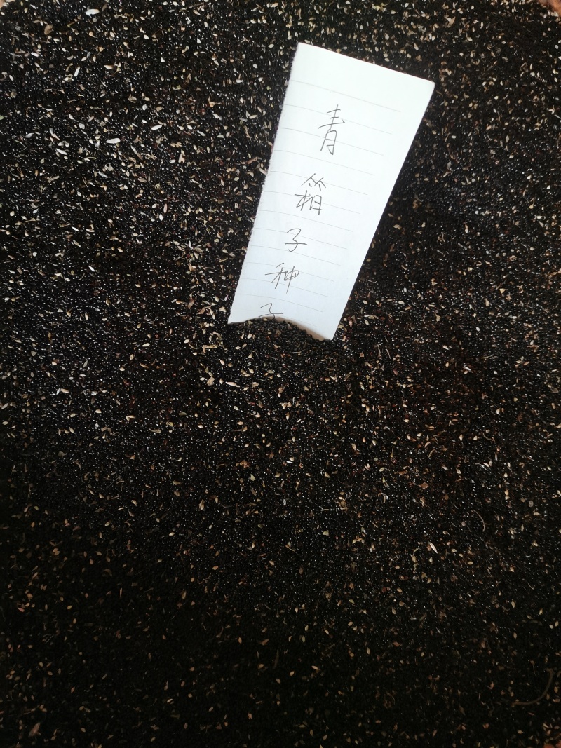 药用青箱子，种子用量大保发芽出苗可春夏播秋末收获