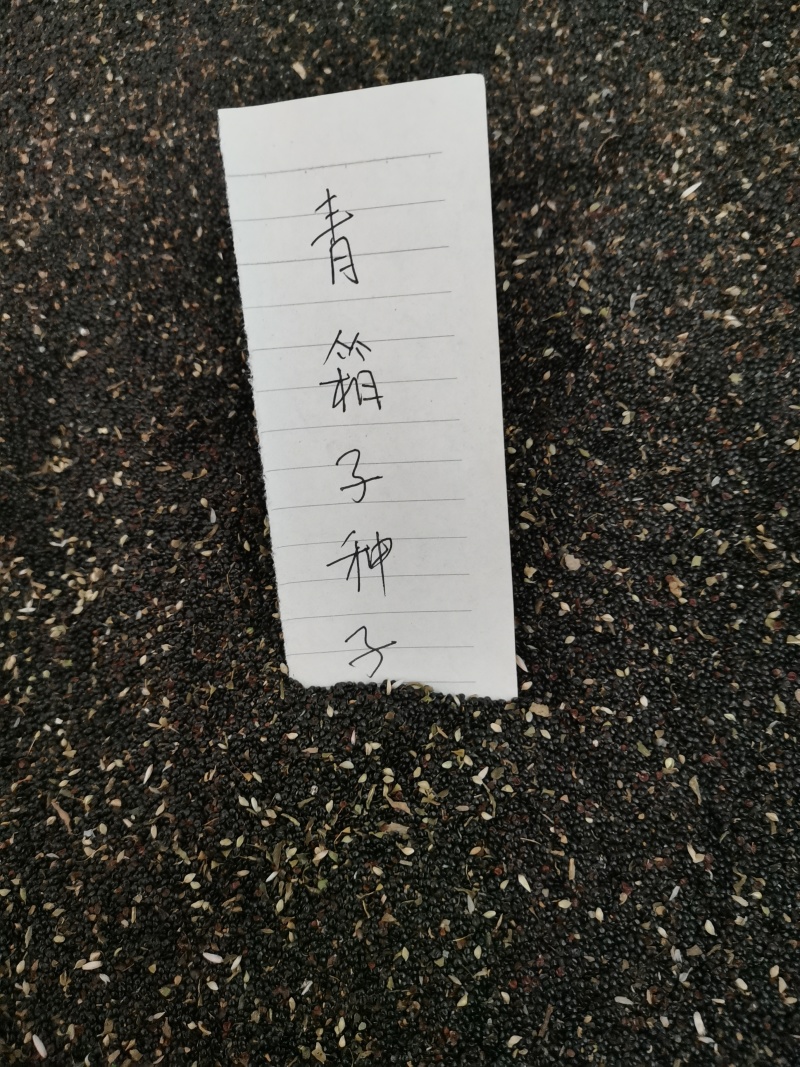 药用青箱子，种子用量大保发芽出苗可春夏播秋末收获