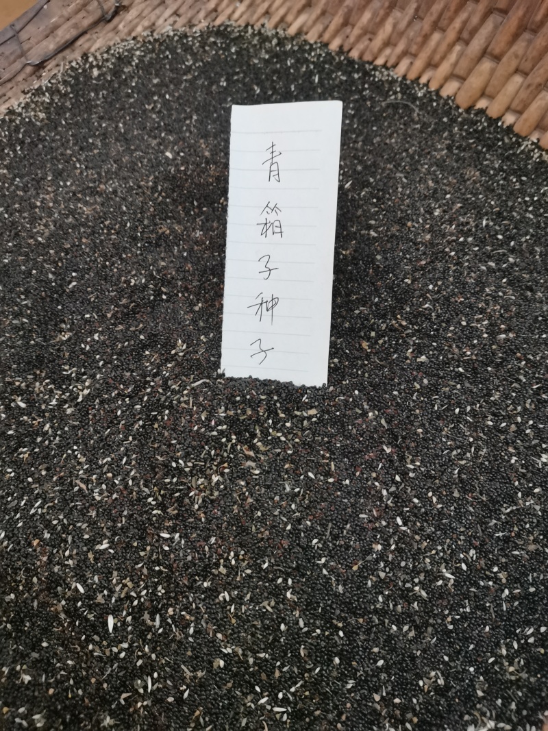 药用青箱子，种子用量大保发芽出苗可春夏播秋末收获