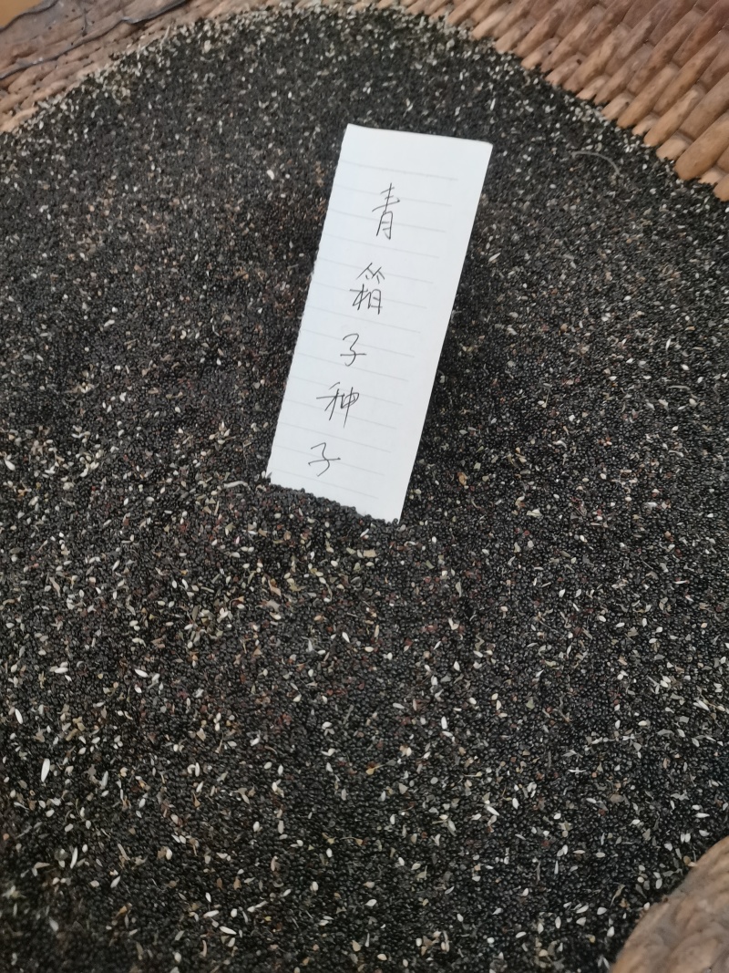 药用青箱子，种子用量大保发芽出苗可春夏播秋末收获