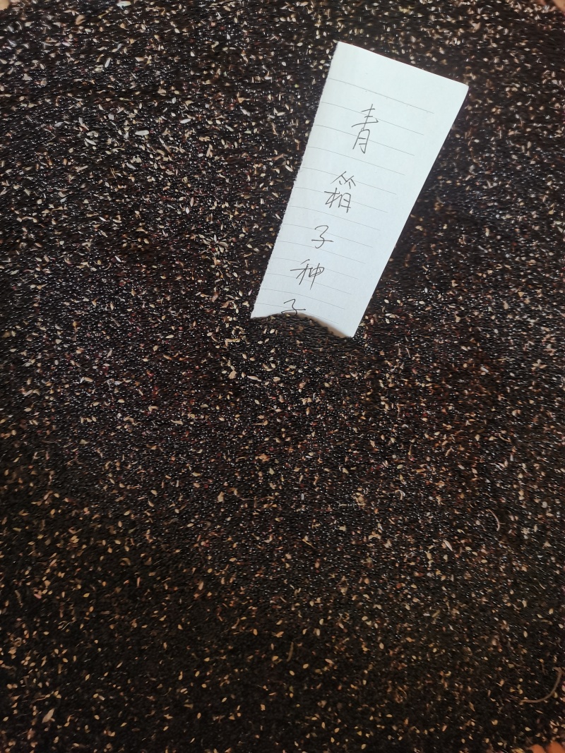 药用青箱子，种子用量大保发芽出苗可春夏播秋末收获