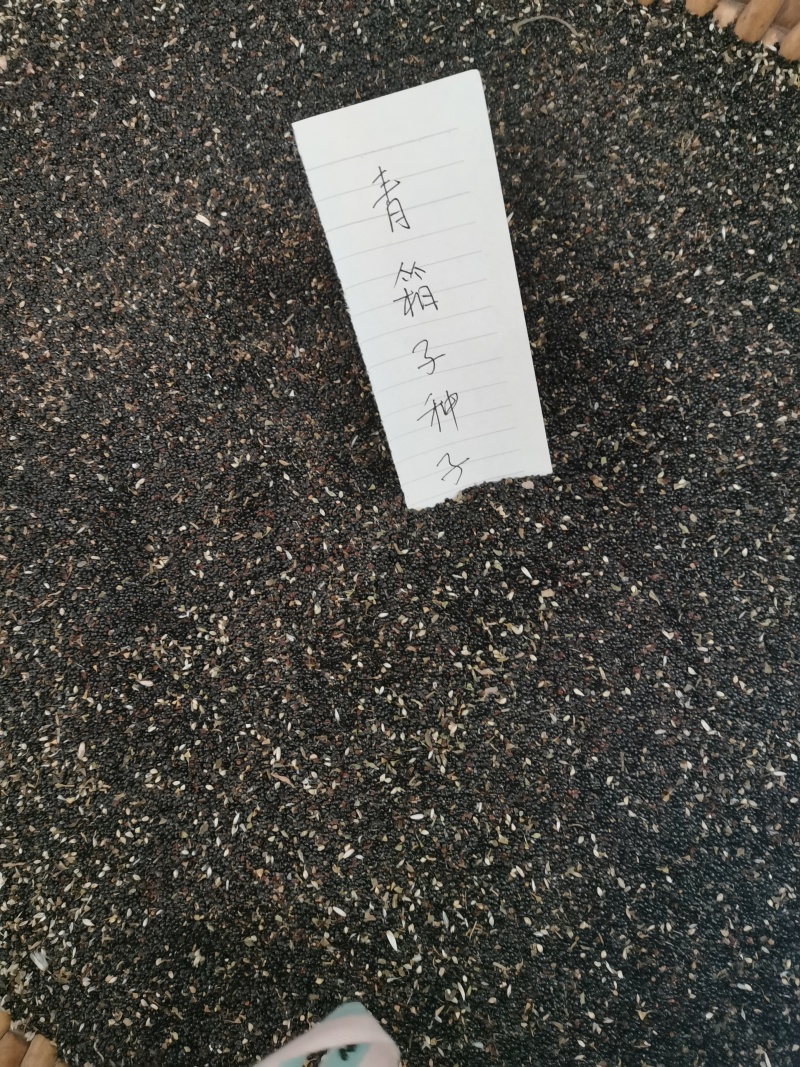 药用青箱子，种子用量大保发芽出苗可春夏播秋末收获