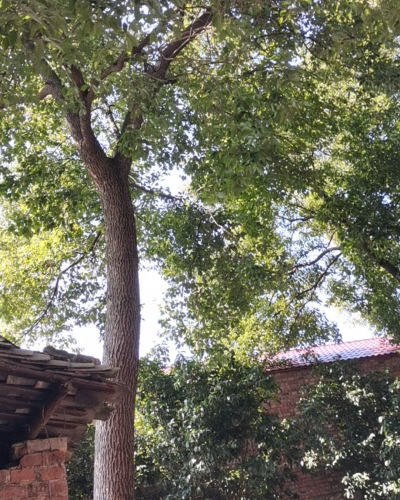 卖樟树，有需要的朋友可以联系我