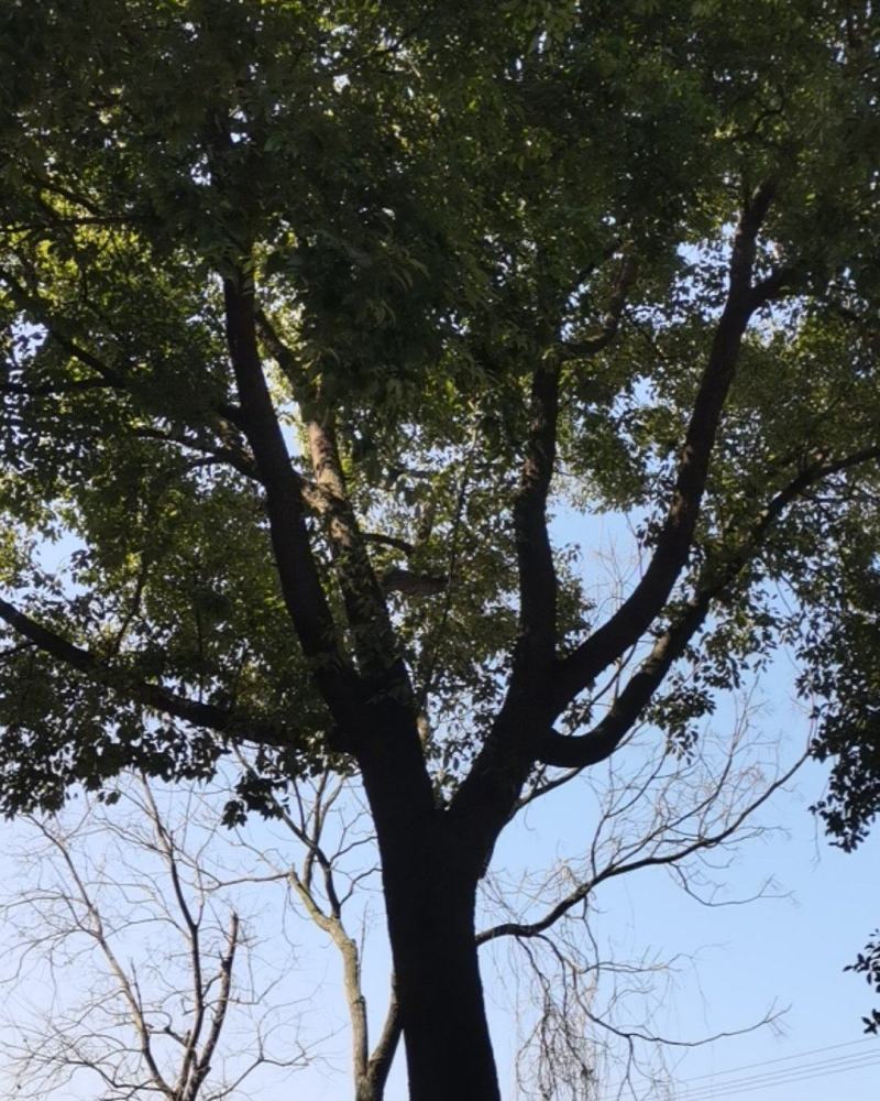卖樟树，有需要的朋友可以联系我