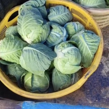 甘蓝