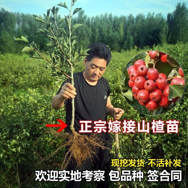 山楂树苗