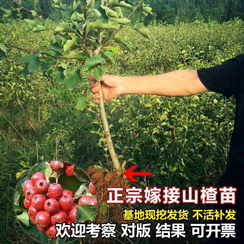 山楂树苗