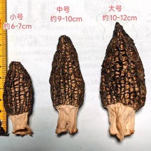 2026年头茬羊肚菌六妹