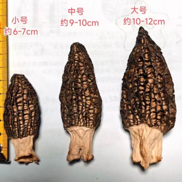 2026年头茬羊肚菌六妹