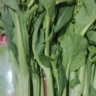 油菜苔