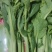 油菜苔