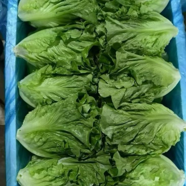 邯郸本地精品罗马，云南精品意大利生菜