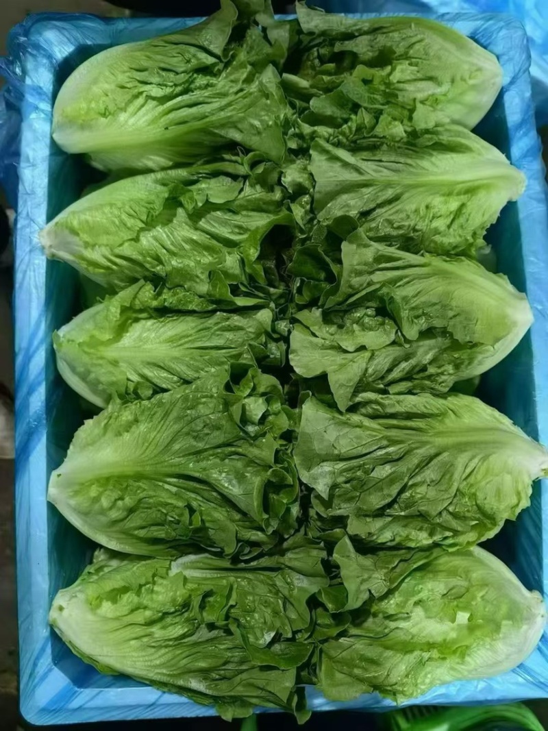 邯郸本地精品罗马，云南精品意大利生菜