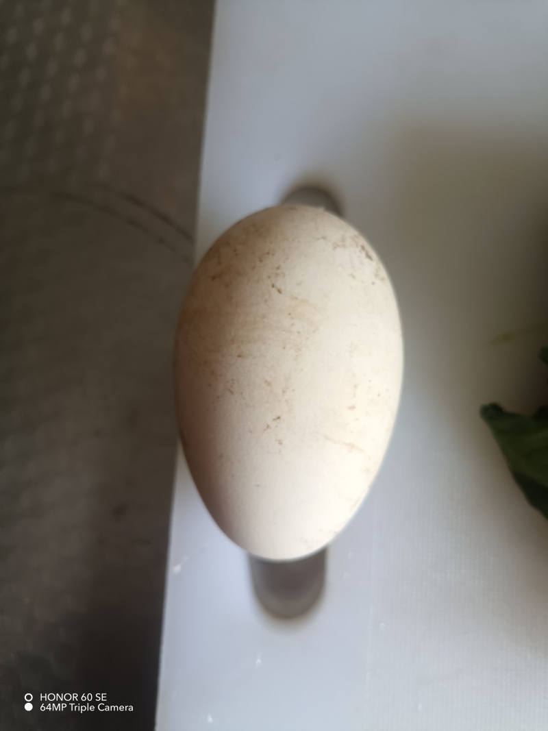 ***鹅蛋，