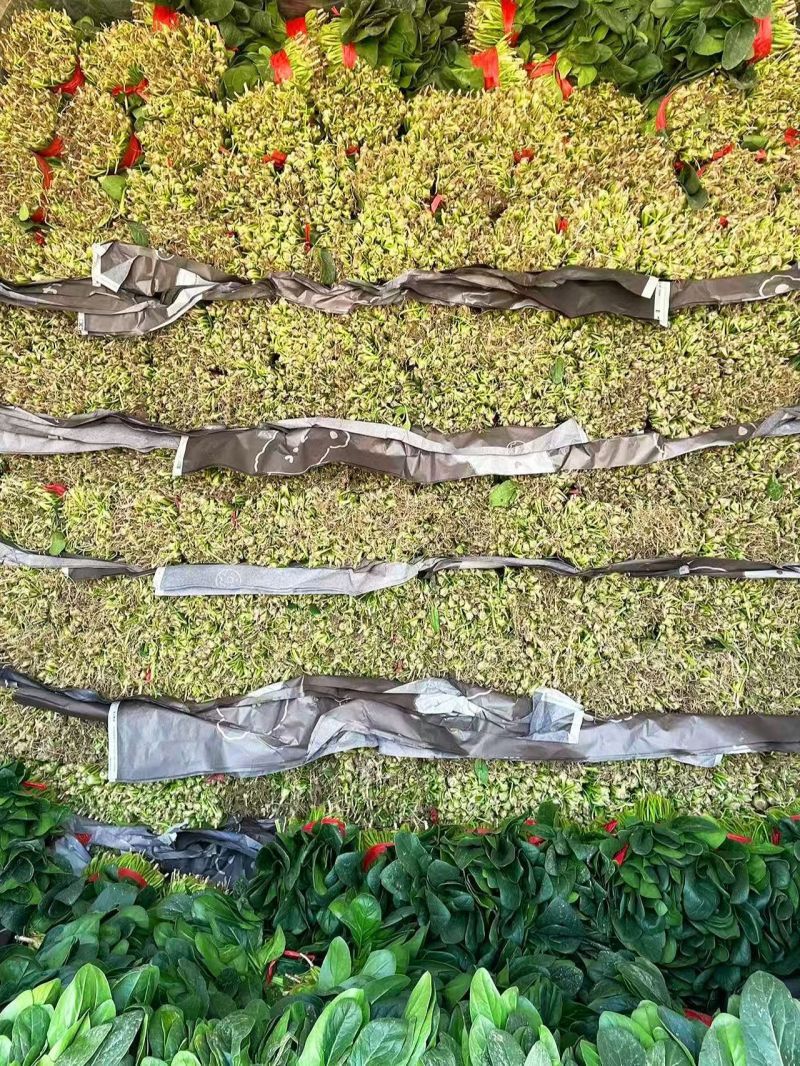 精品大叶菠菜基地直发对接全国诚信经营欢迎咨询
