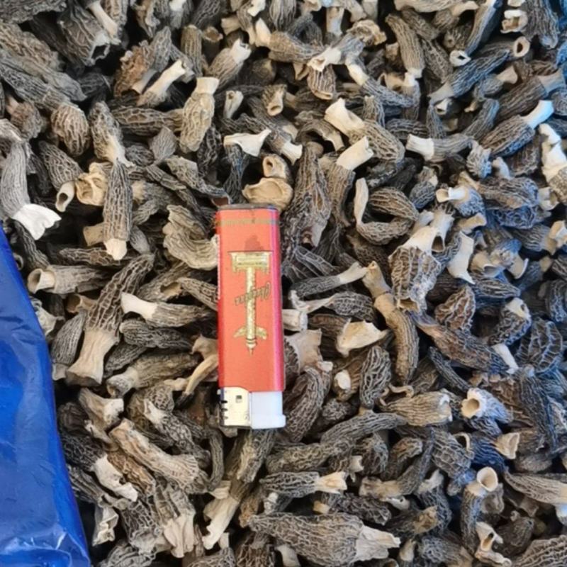 羊肚菌2-4