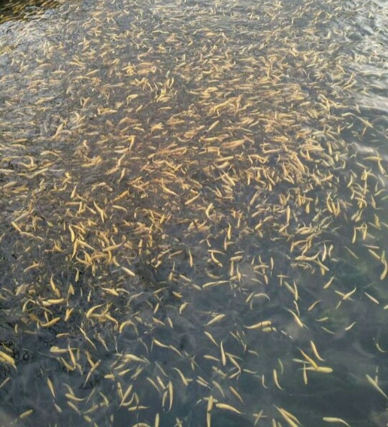 三倍体虹鳟金鳟鱼苗淡水冷水鱼类渔场直销提供养殖技术