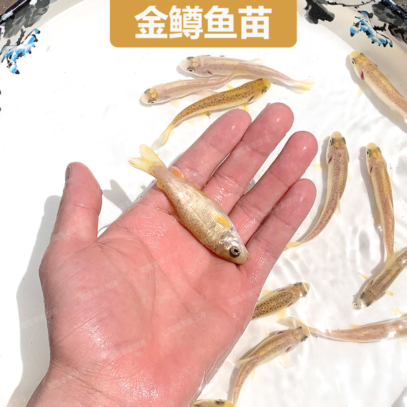 三倍体虹鳟金鳟鱼苗淡水冷水鱼类渔场直销提供养殖技术