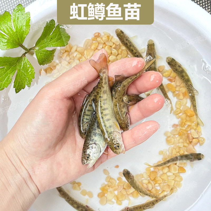 三倍体虹鳟金鳟鱼苗淡水冷水鱼类渔场直销提供养殖技术